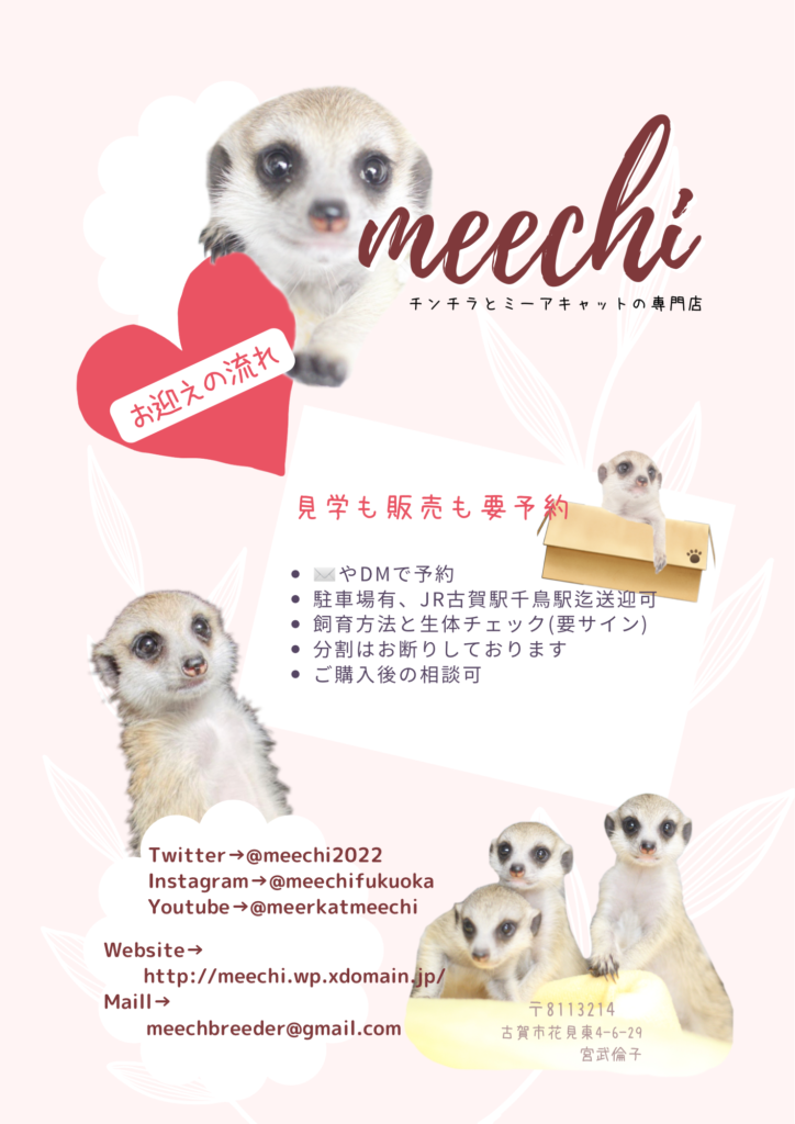 meechi – 福岡 ミーアキャット ブリーダー